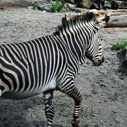 Zebra standing in a zoo