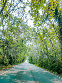Empty road amidst trees in forest