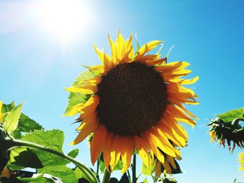 Close-up of sunflower against sky