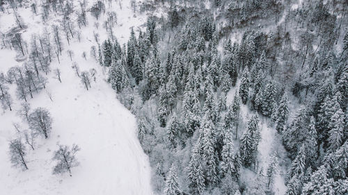 Snow covered land and trees in forest