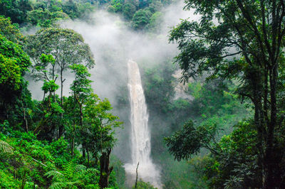 Scenic view of waterfall in forest