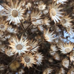 Close-up of flowers