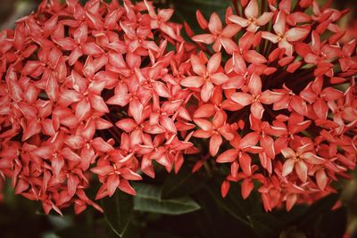 Close-up of red flowering plant