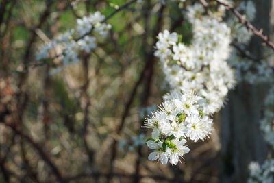 Close-up of white flowering plant