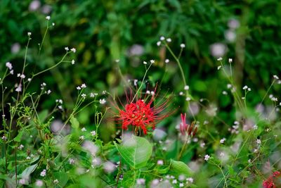 Red spider lily blooming outdoors