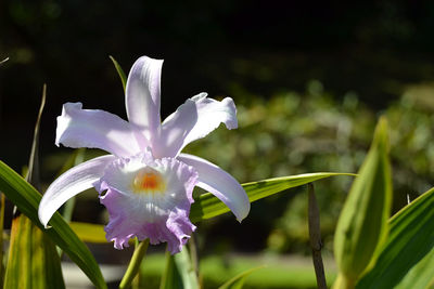 Close-up of purple flowers blooming outdoors