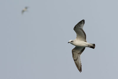 Low angle view of seagull flying