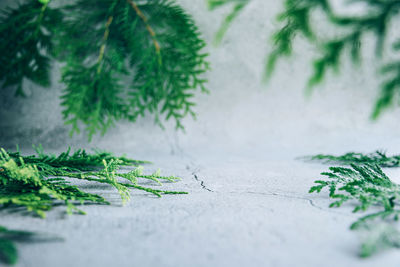 Close-up of plant growing on tree