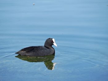 Swan swimming on lake