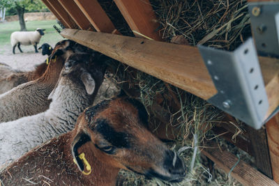 High angle view of horse on field