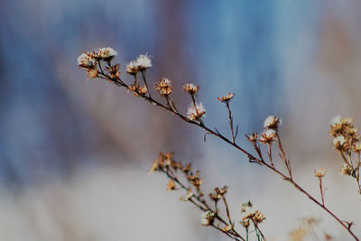 Close-up of plant