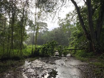 Dirt road amidst trees in forest