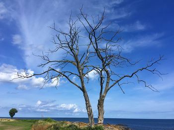 Bare tree by sea against blue sky