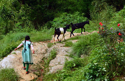 Girl with goats walking on footpath amidst plants