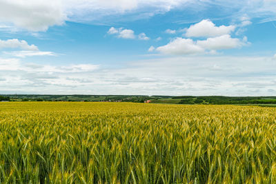 Scenic view of agricultural field against sky