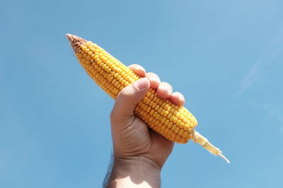 Close-up of hand holding corn against clear blue sky