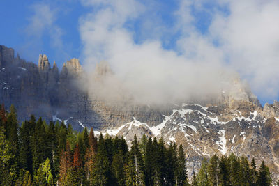 Panoramic view of pine trees against sky