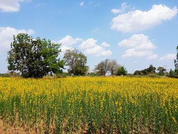 Scenic view of oilseed rape field against sky