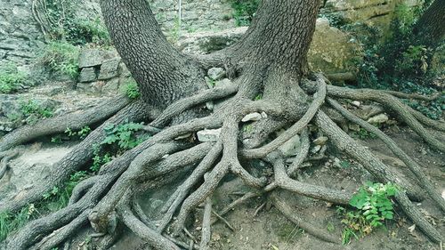 Close-up of tree roots in forest