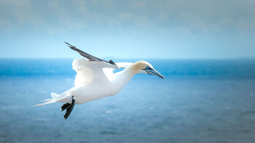 Close-up of bird flying over sea against sky