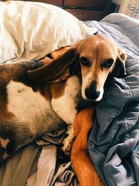 Close-up portrait of dog relaxing on bed at home