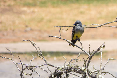 Close-up of bird perching on branch