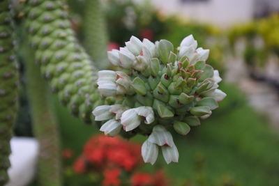 Close-up of white flowering plant