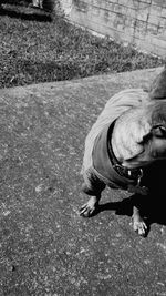 High angle view of dog walking on road