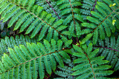 High angle view of fern leaves