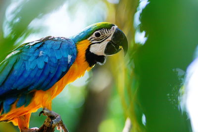 Close-up of a parrot