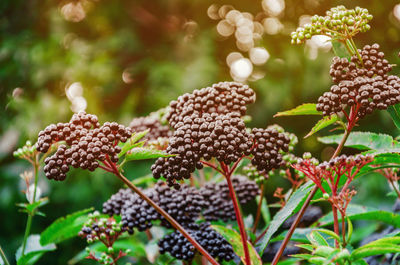 Elderberry black berries in the woods. autumn