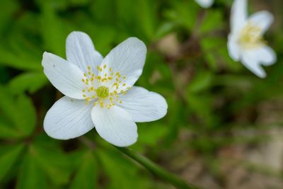 Close-up of white flowering plant