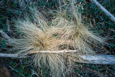 High angle view of dry grass on field