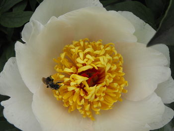 Close-up of white flowers