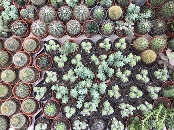 Full frame shot of potted plants