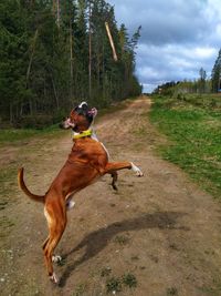 Dog running on field