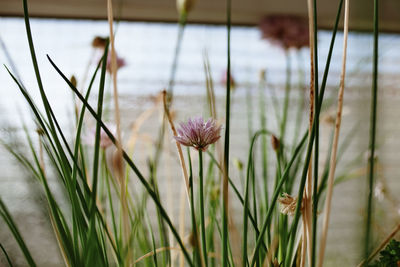 Close-up of flowering plants during rainy season