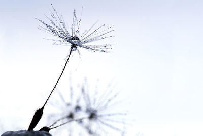 Low angle view of dandelion against sky