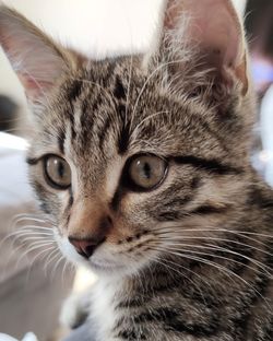 Close-up portrait of a cat