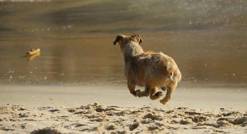 Dog jumping at sandy beach