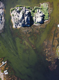 High angle view of trees on field