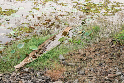 High angle view of tree stump on field