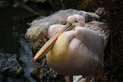 Close-up of pelican