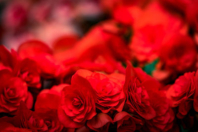 Close-up of red roses