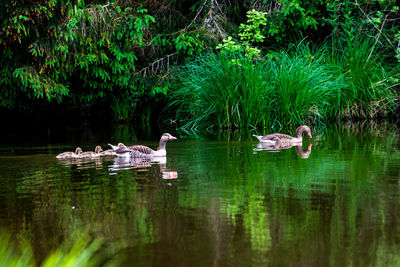 View of ducks swimming in lake