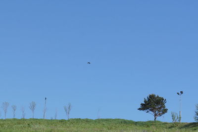 Low angle view of bird flying against clear blue sky