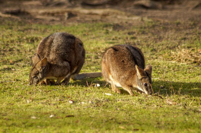 Sheep grazing in a field