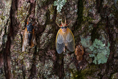 Butterfly on tree trunk