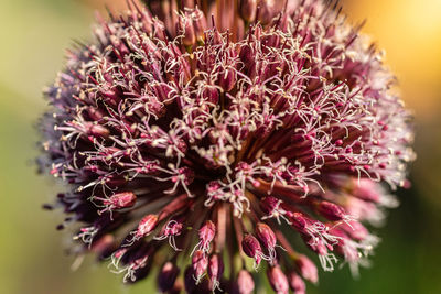 Close-up of purple flowering plant