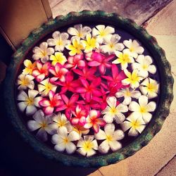 Directly above shot of flowers